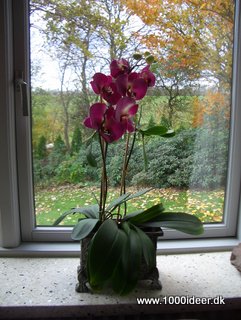 Kunstig orkide blomstring, mens man venter på ny blomstring