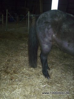 Hestens hale redes lettere ud med hårbalsam 