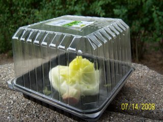 Salat på køl i ret emballage